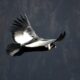 Condor in Colca