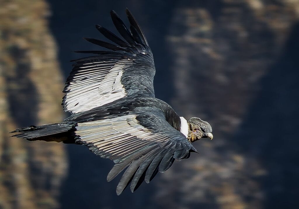 Andean Condor in Machu Picchu Andean Condor in Machu Picchu