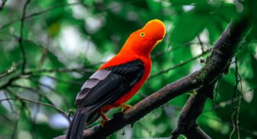 Birds of Machu Picchu