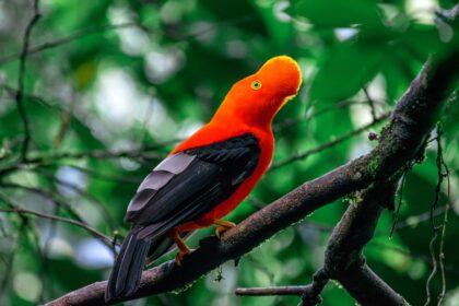 Birds of Machu Picchu