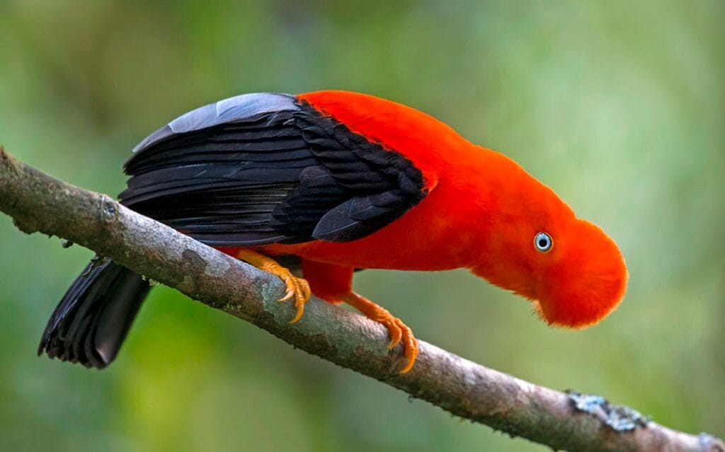 Cock of the Rocks in Machu Picchu Cock of the Rocks in Machu Picchu