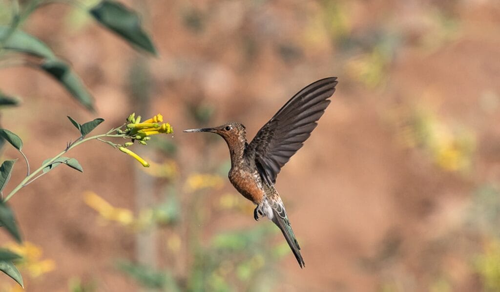 Giant Hummingbird in Machu Picchu Giant Hummingbird in Machu Picchu
