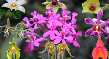 Orchids in Machu Picchu