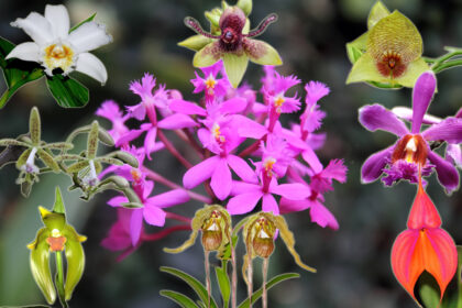 Orchids in Machu Picchu