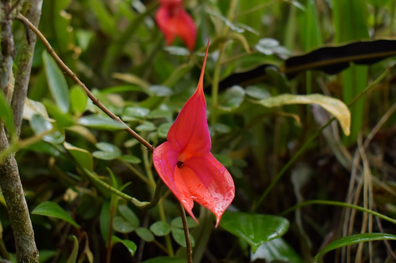 Wakanki "You Will Cry" Masdevalia Veitchiana