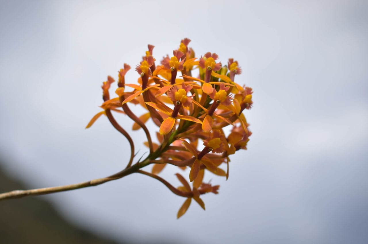 Wiñaywayna Epidendrum Secundum